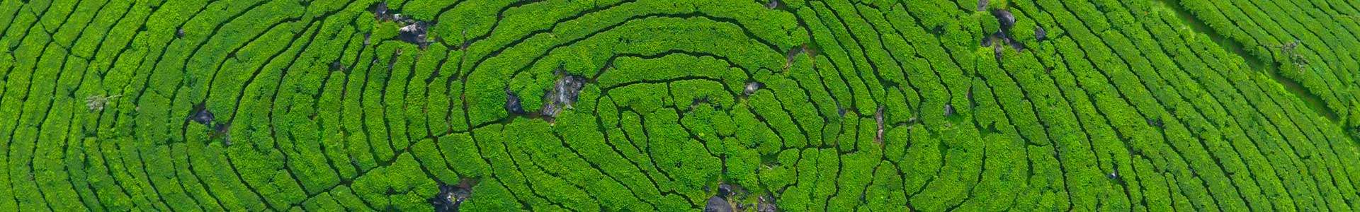 Munnar Tea