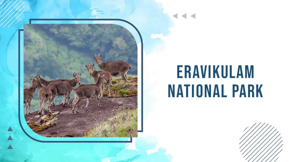 Eravikulam-National-Park Eravikulam National Park