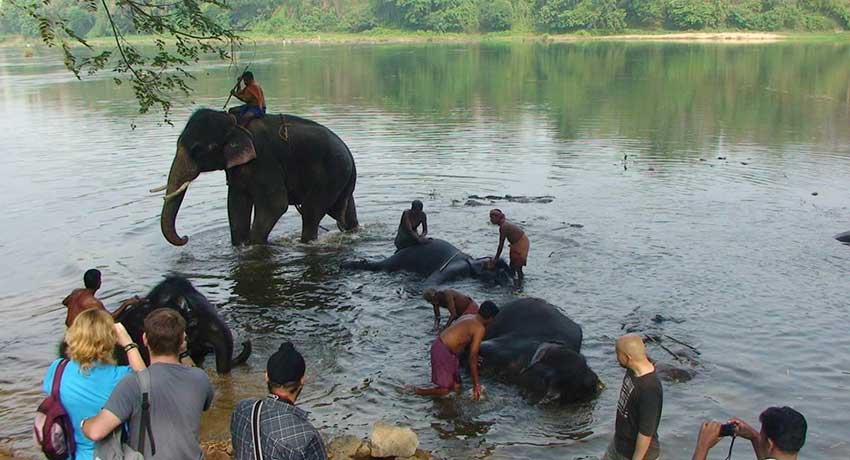 Kodanad Elephant Training Centre
