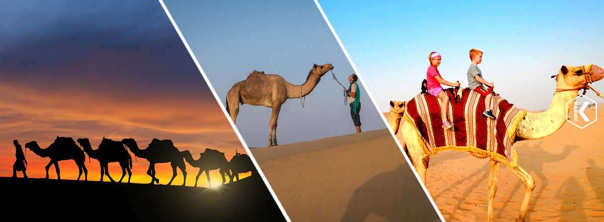 Abu Dhabi Camel Safari