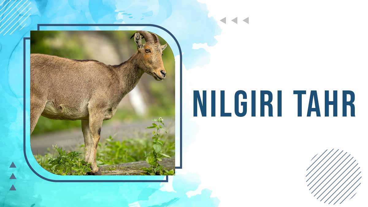 Nilgiri Tahr