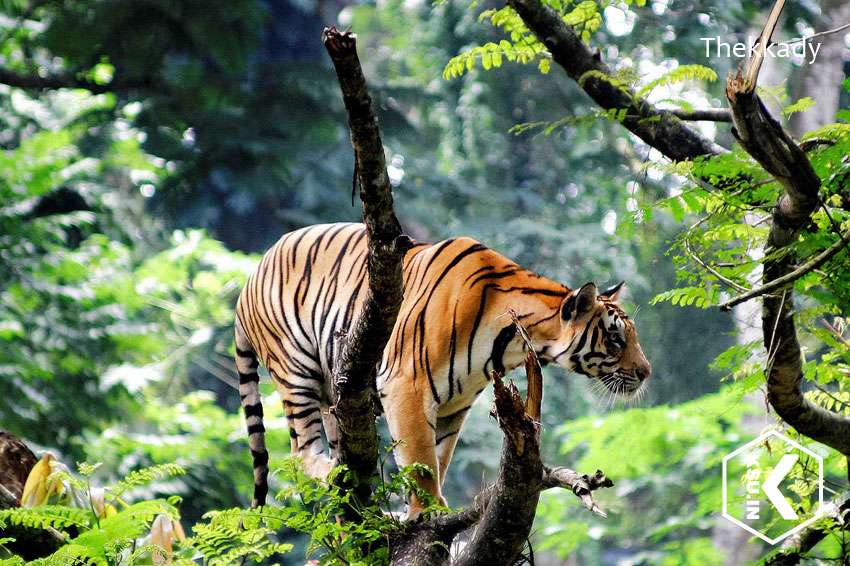 Periyar Tiger Reserve