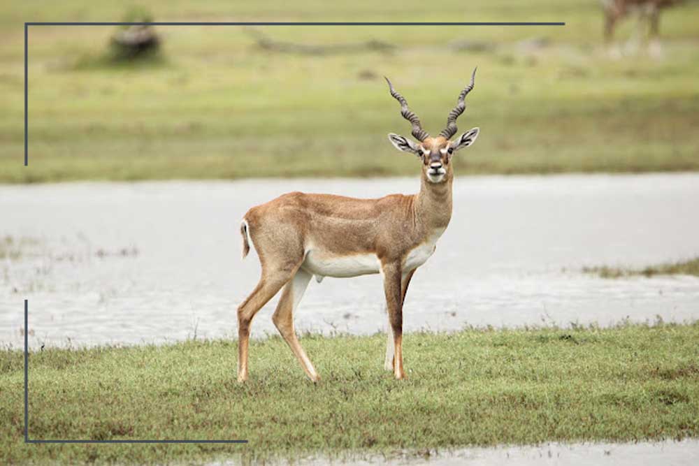 Point-Calimere-Wildlife-Sanctuary Point Calimere Wildlife Sanctuary